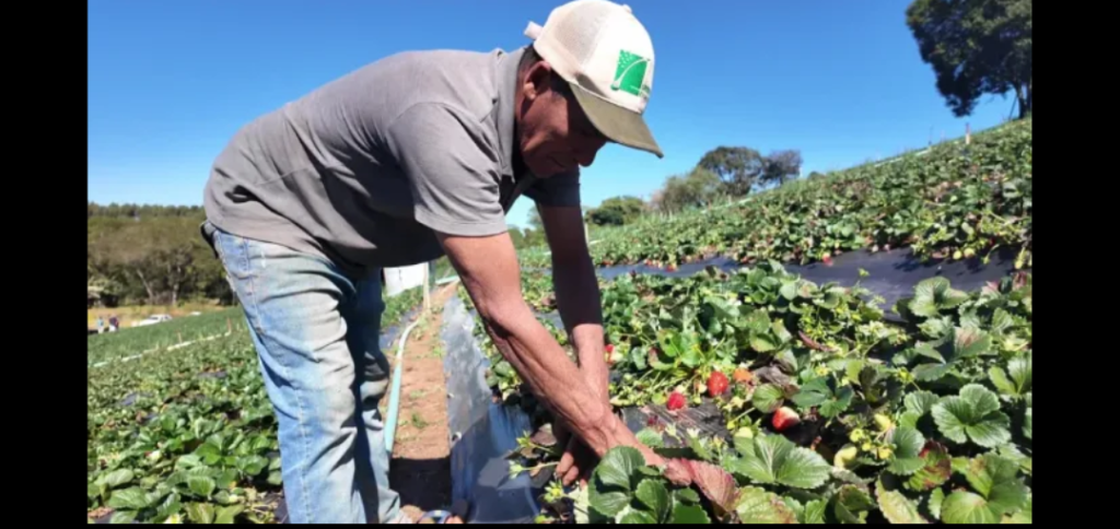 Saiba como vender produção rural a órgãos públicos